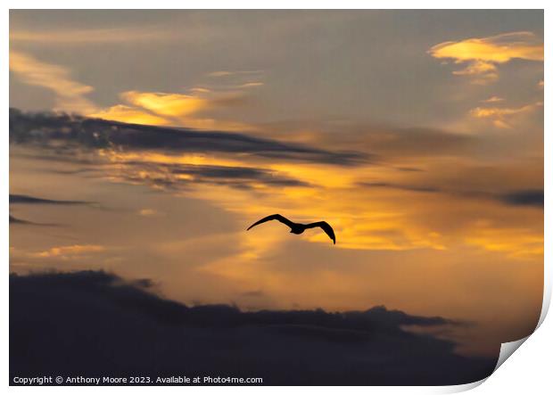 Twilight Flight: A Bird's Aerial Dance Print by Anthony Moore