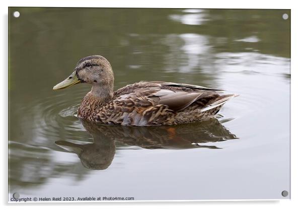 Mallard duck Acrylic by Helen Reid