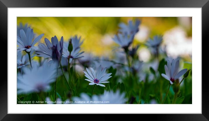 One in a million Framed Mounted Print by Adrian Turnbull-Kemp
