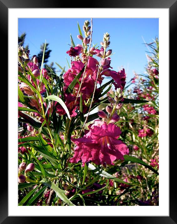 Purple desert flowers Framed Mounted Print by Stephanie Moore