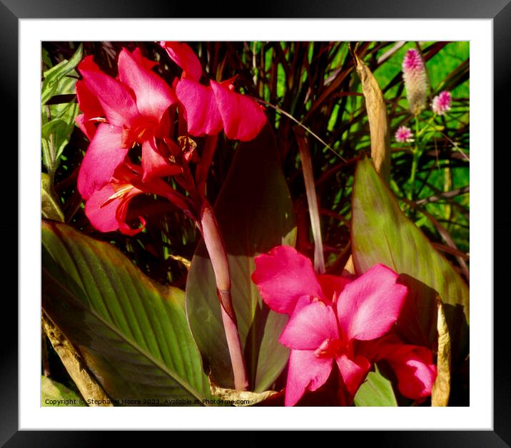 Red Calla Lilies Framed Mounted Print by Stephanie Moore