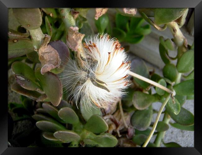 Seeds Framed Print by Stephanie Moore