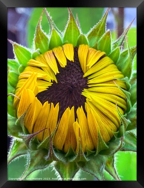 About to Bloom  Framed Print by Jane Metters