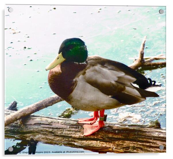 Mallard Duck Acrylic by Stephanie Moore