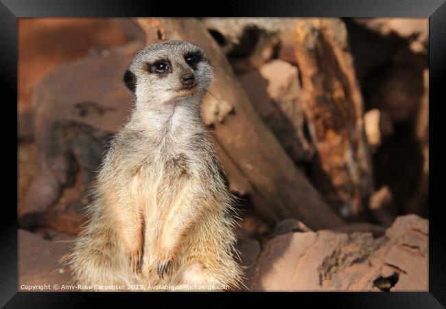 Meerkat  Framed Print by Amy-Rose Carpenter