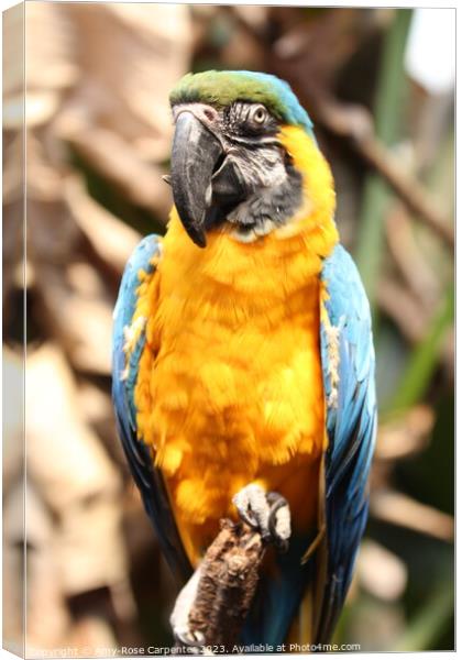 Blue Macaw  Canvas Print by Amy-Rose Carpenter