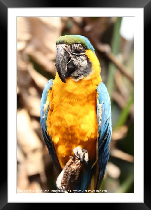 Blue Macaw  Framed Mounted Print by Amy-Rose Carpenter