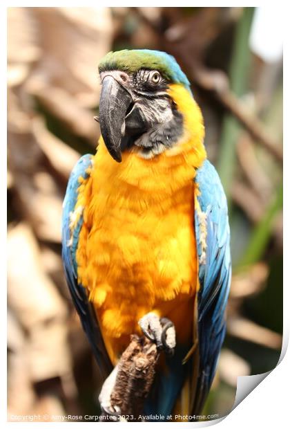 Blue Macaw  Print by Amy-Rose Carpenter