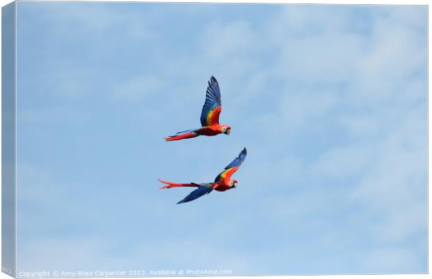 Macaws flying  Canvas Print by Amy-Rose Carpenter