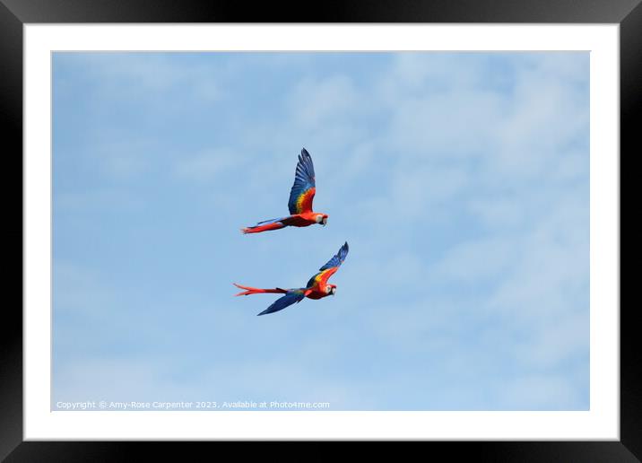 Macaws flying  Framed Mounted Print by Amy-Rose Carpenter