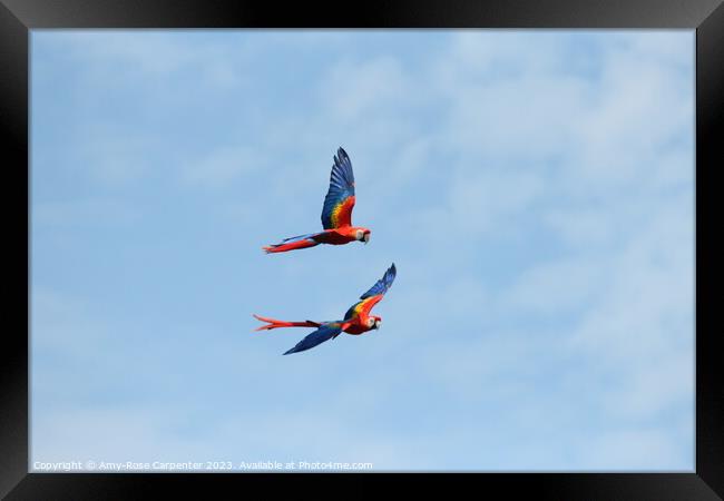 Macaws flying  Framed Print by Amy-Rose Carpenter