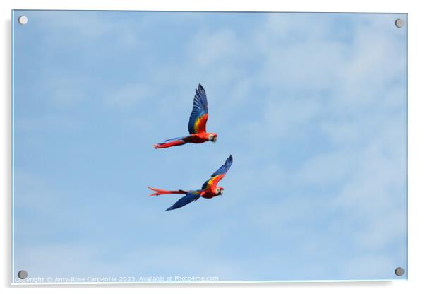 Macaws flying  Acrylic by Amy-Rose Carpenter