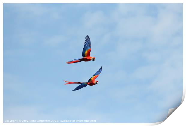 Macaws flying  Print by Amy-Rose Carpenter