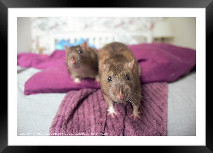 A rodent sitting on a bed Framed Mounted Print by Amy-Rose Carpenter