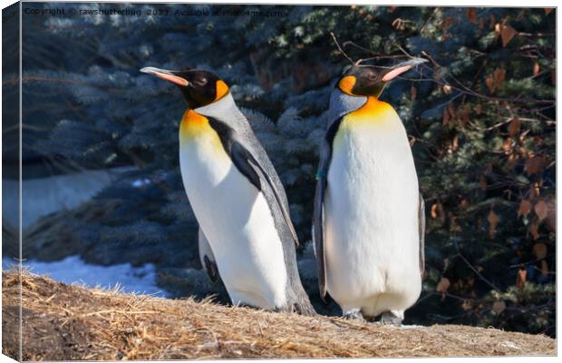 King Penguin Pair Against Wintry Backdrop Canvas Print by rawshutterbug 