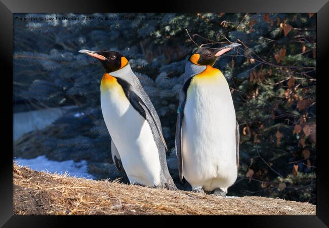 King Penguin Pair Against Wintry Backdrop Framed Print by rawshutterbug 