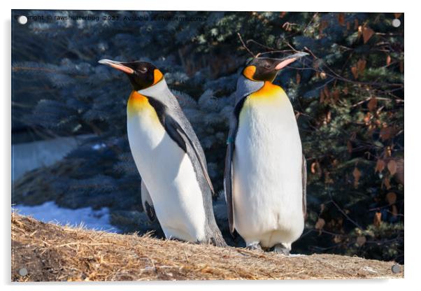 King Penguin Pair Against Wintry Backdrop Acrylic by rawshutterbug 