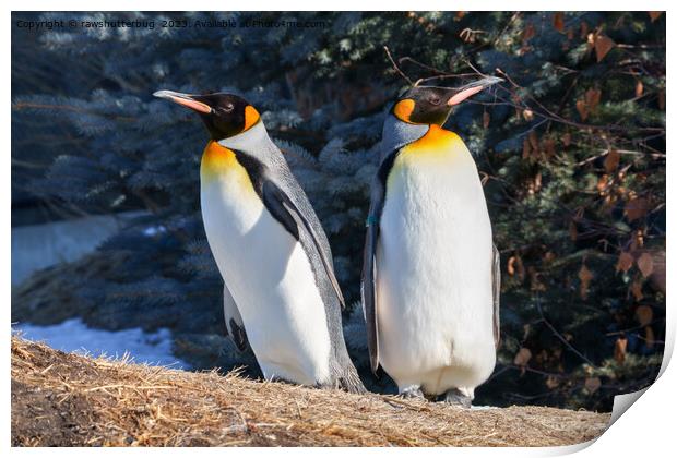 King Penguin Pair Against Wintry Backdrop Print by rawshutterbug 