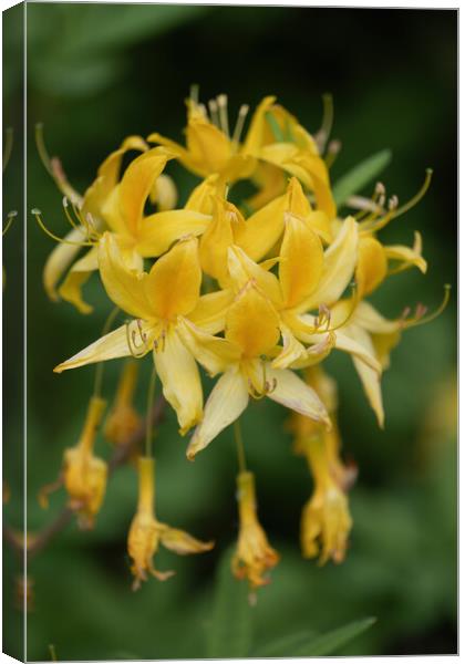 Rhododendron Luteum Sweet Flower In Bloom Canvas Print by Artur Bogacki