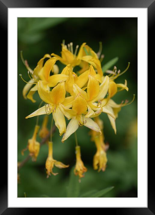 Rhododendron Luteum Sweet Flower In Bloom Framed Mounted Print by Artur Bogacki