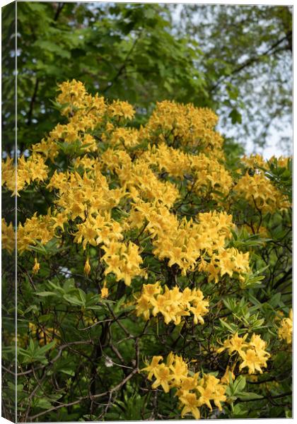 Rhododendron Luteum Sweet Yellow Flowers Canvas Print by Artur Bogacki