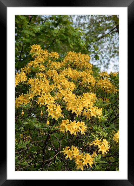 Rhododendron Luteum Sweet Yellow Flowers Framed Mounted Print by Artur Bogacki