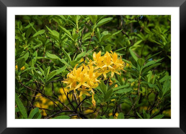 Rhododendron Luteum Sweet Flowers In Bloom Framed Mounted Print by Artur Bogacki