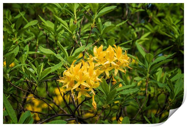 Rhododendron Luteum Sweet Flowers In Bloom Print by Artur Bogacki