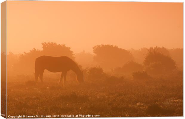 New forest pony Canvas Print by James Mc Quarrie