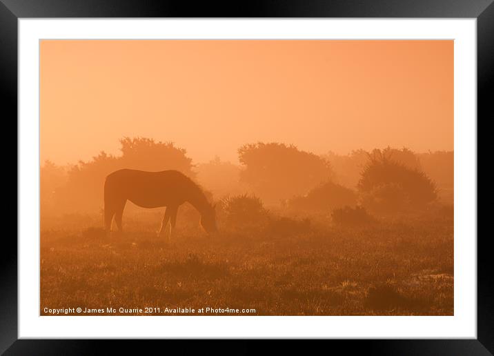 New forest pony Framed Mounted Print by James Mc Quarrie