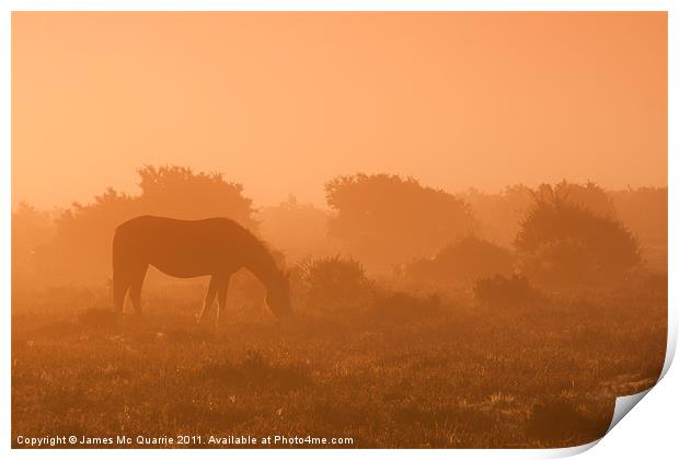 New forest pony Print by James Mc Quarrie