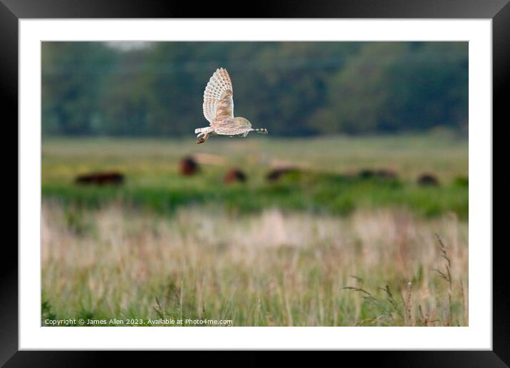 Barn Owls  Framed Mounted Print by James Allen