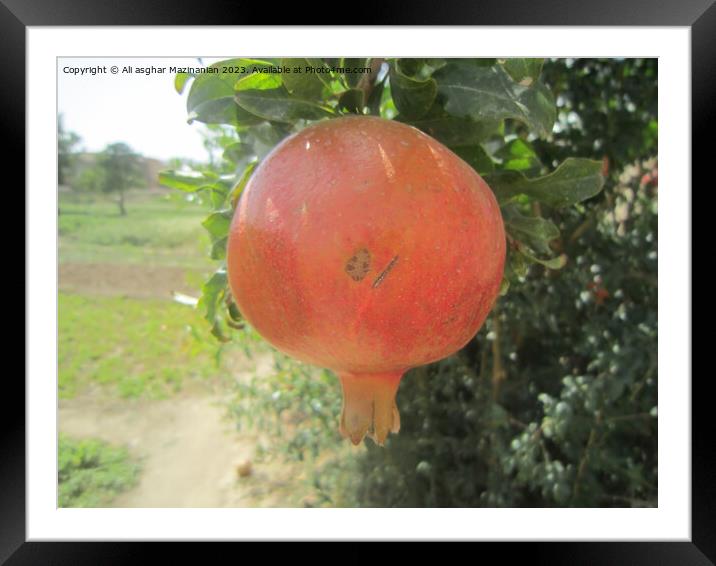 Pomegranate Framed Mounted Print by Ali asghar Mazinanian