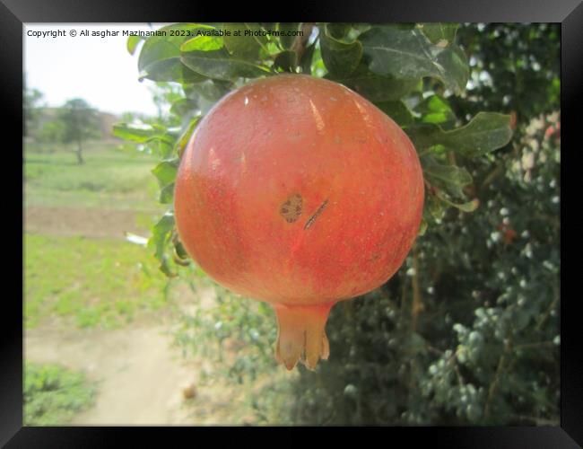 Pomegranate Framed Print by Ali asghar Mazinanian