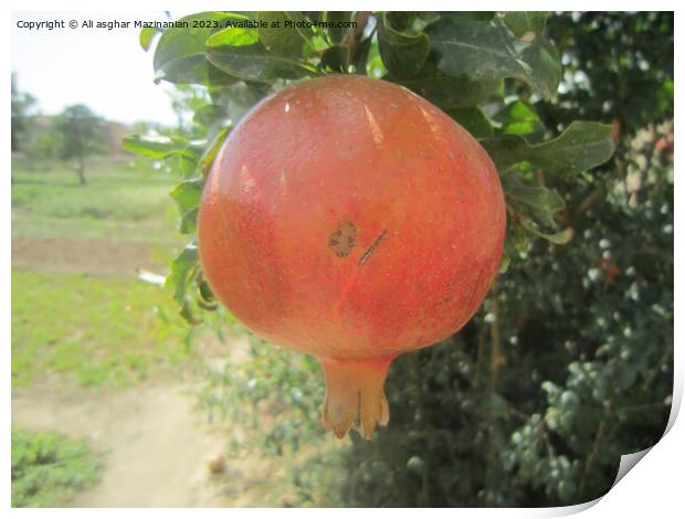 Pomegranate Print by Ali asghar Mazinanian