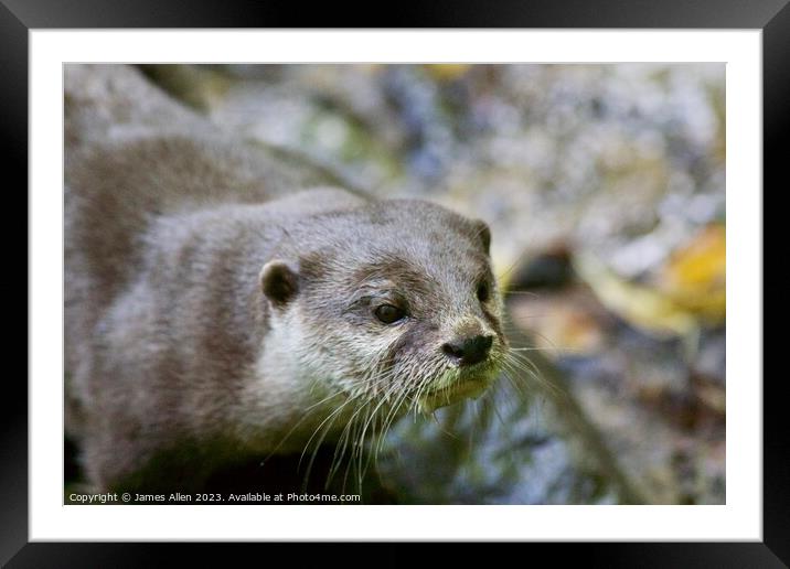 Otters  Framed Mounted Print by James Allen