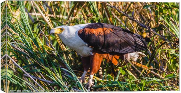 African Fish Eagle Canvas Print by Margaret Ryan