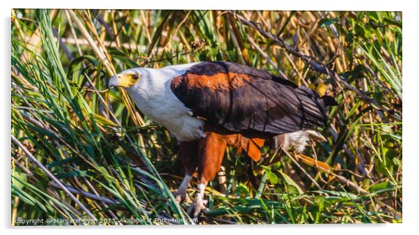 African Fish Eagle Acrylic by Margaret Ryan