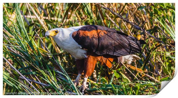 African Fish Eagle Print by Margaret Ryan
