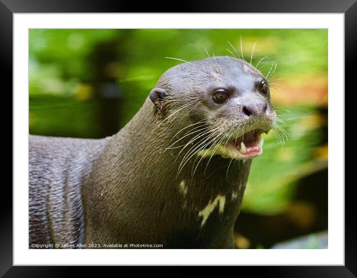 Otters  Framed Mounted Print by James Allen