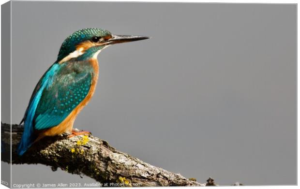 KINGFISHER Canvas Print by James Allen