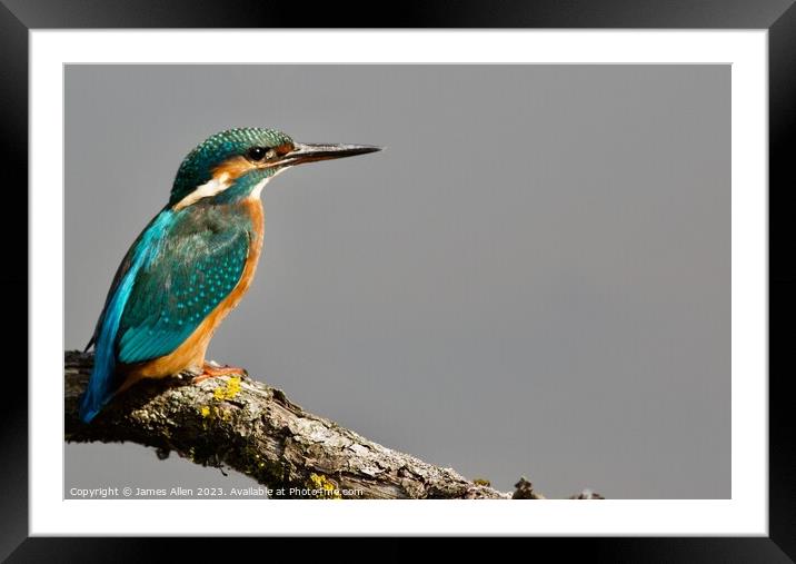 KINGFISHER Framed Mounted Print by James Allen