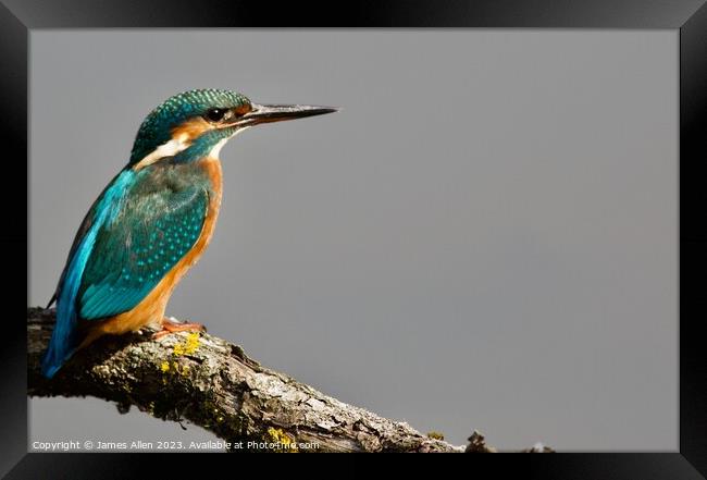 KINGFISHER Framed Print by James Allen