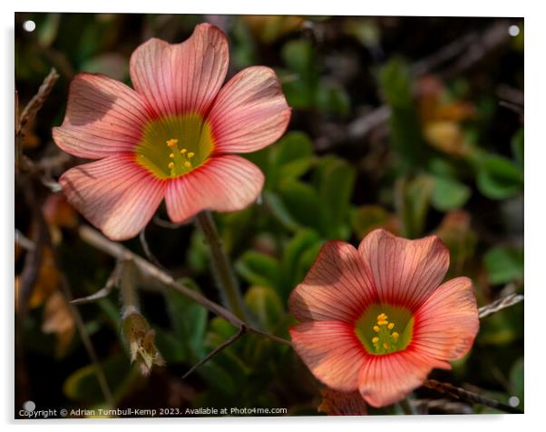 Brick-red sorrel (Oxalis obtusa)  Acrylic by Adrian Turnbull-Kemp