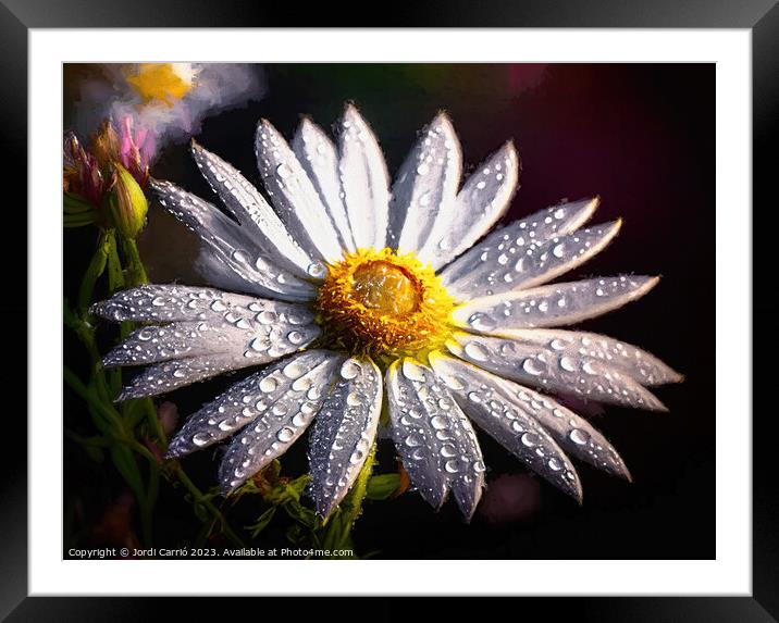 Daisy wet by the rain - GIA0923-1031-ILU Framed Mounted Print by Jordi Carrio