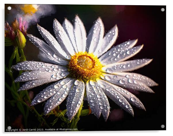 Daisy wet by the rain - GIA0923-1031-ILU Acrylic by Jordi Carrio