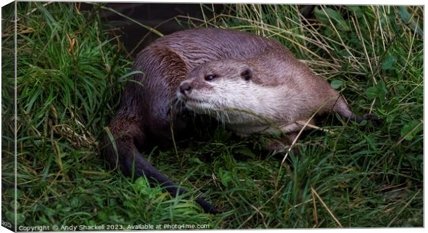 Otter Canvas Print by Andy Shackell