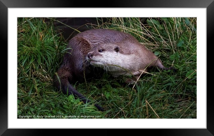 Otter Framed Mounted Print by Andy Shackell