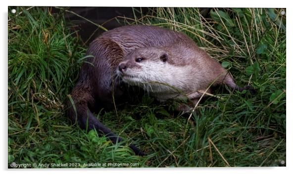 Otter Acrylic by Andy Shackell