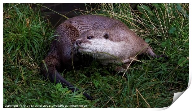 Otter Print by Andy Shackell